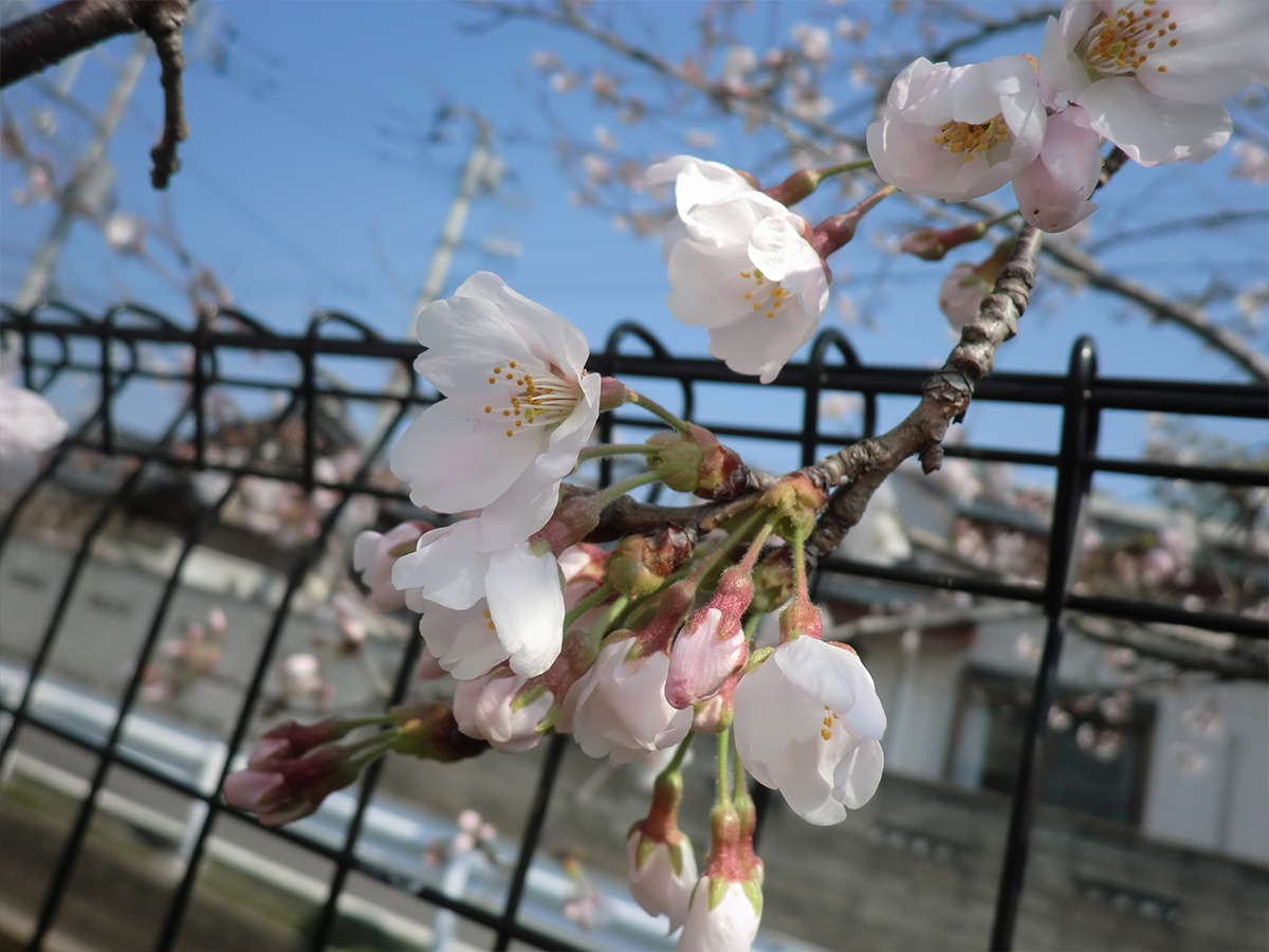 写真：桜